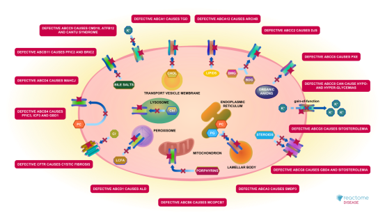 揭秘生命的“搬运工”：ABC转运蛋白家族及其疾病小鼠模型大合集