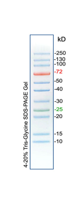 彩色预染蛋白Marker（10-250kDa）