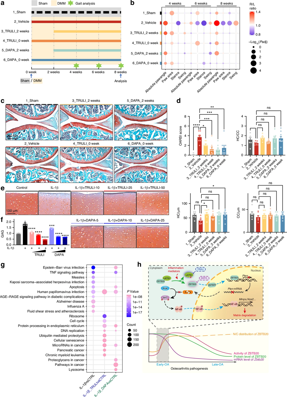 Bone Reaserch丨关节炎早期干预新策略——LATS1-ZBTB20轴如何成为软骨救星