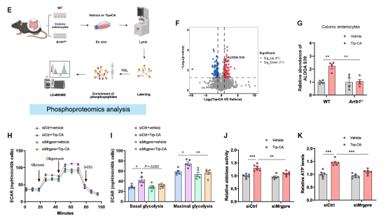 Cell：北大/山大团队发现新型菌源胆汁酸通过激活孤儿受体调控葡萄糖代谢