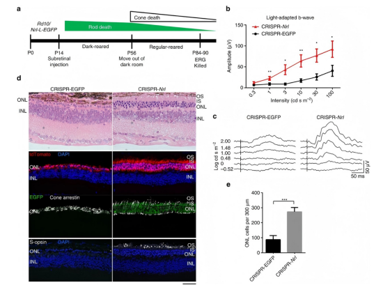 新品上架 | ANGPTL7 & NRL人源化小鼠：助力青光眼与视网膜色素变性广谱疗法研发
