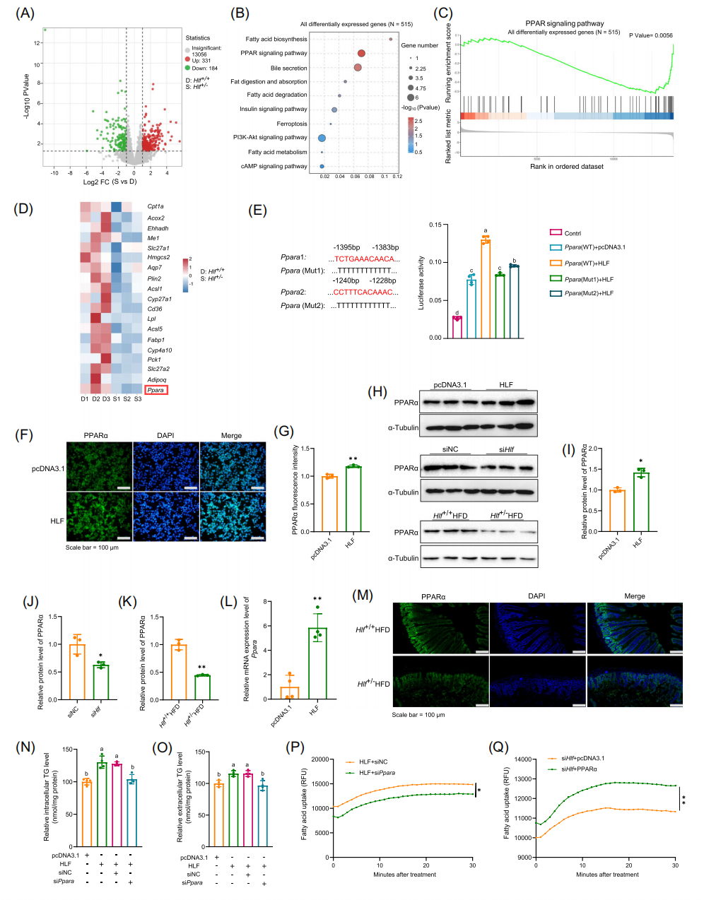 IF=33.2 | 揭示肠菌外泌体调控代谢相关性脂肪肝的机制