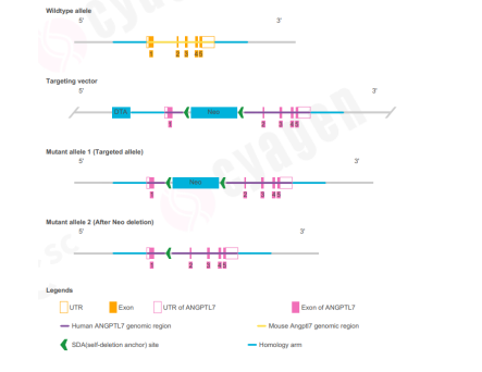 新品上架 | ANGPTL7 & NRL人源化小鼠：助力青光眼与视网膜色素变性广谱疗法研发