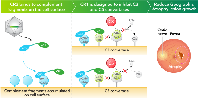 补体靶向治疗新纪元：C3/C5人源化小鼠模型助力siRNA与双抗药物研发突破