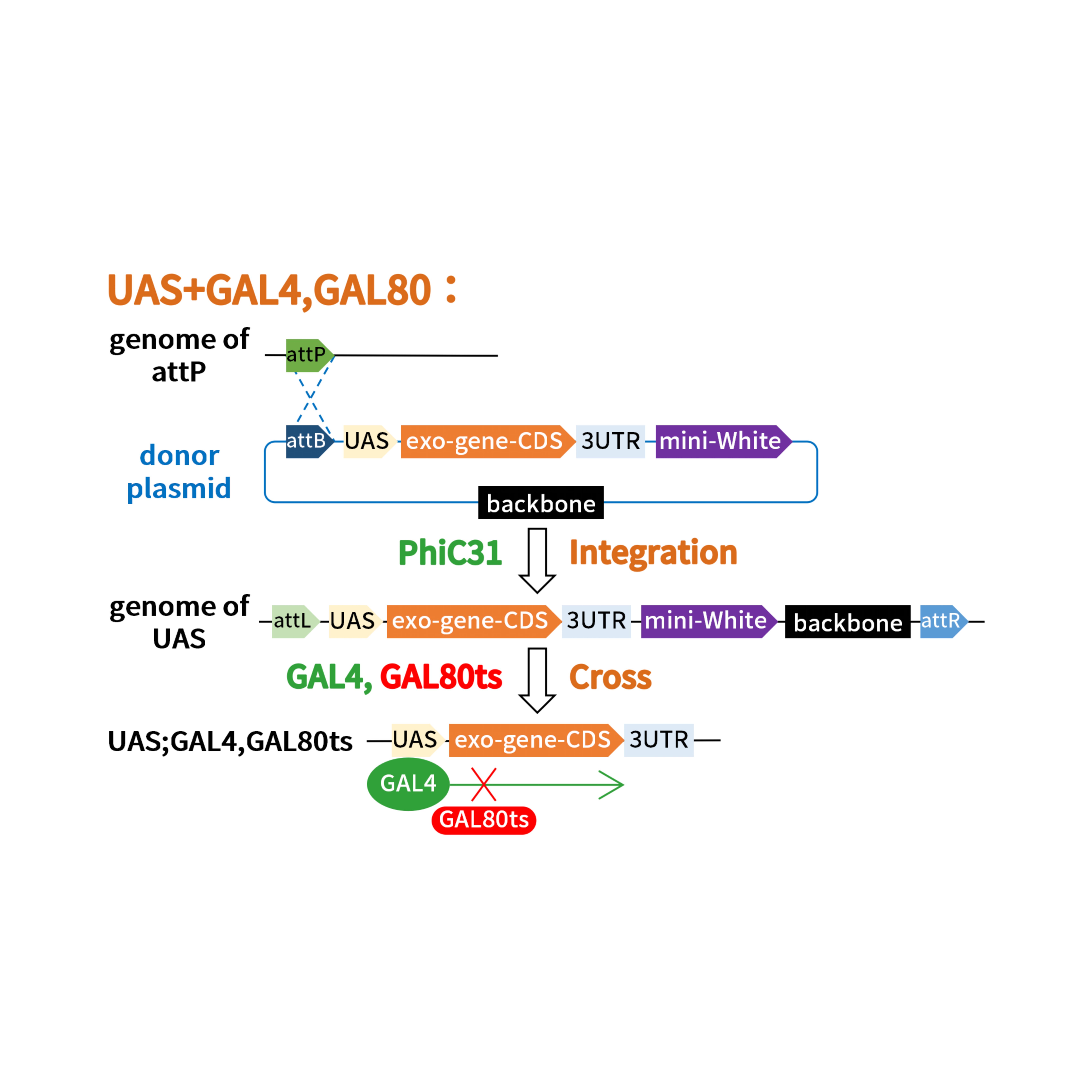 GAL4-UAS转基因果蝇