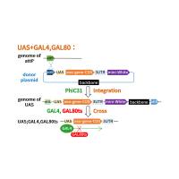 GAL4-UAS转基因果蝇