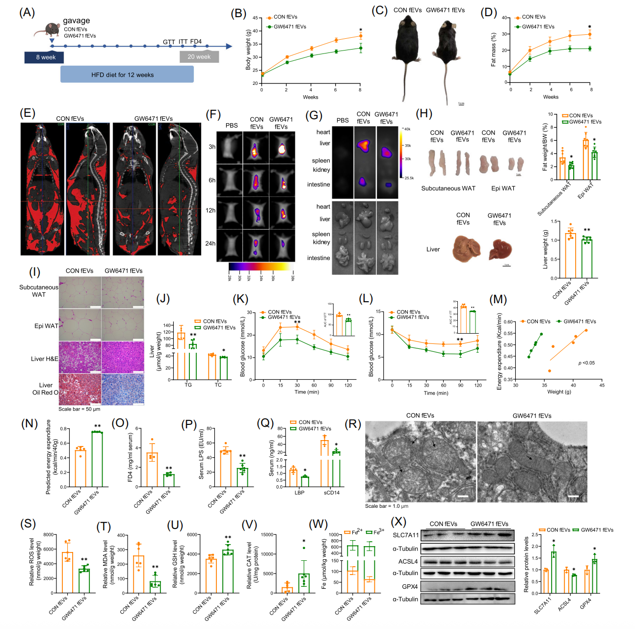 IF=33.2 | 揭示肠菌外泌体调控代谢相关性脂肪肝的机制