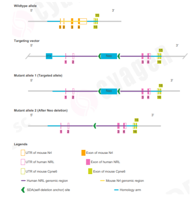 新品上架 | ANGPTL7 & NRL人源化小鼠：助力青光眼与视网膜色素变性广谱疗法研发