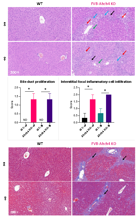 揭秘生命的“搬运工”：ABC转运蛋白家族及其疾病小鼠模型大合集
