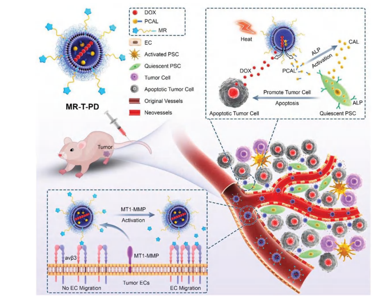 负载前药磷酸化卡泊三醇和多柔比星的热敏脂质体被靶向肽cRGD