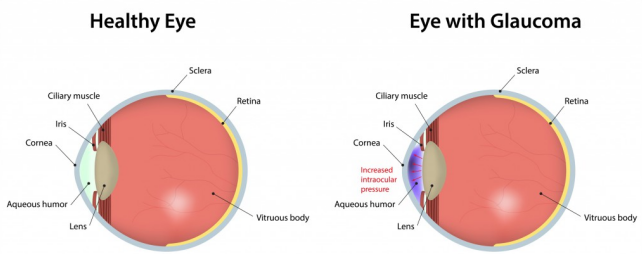 新品上架 | ANGPTL7 & NRL人源化小鼠：助力青光眼与视网膜色素变性广谱疗法研发