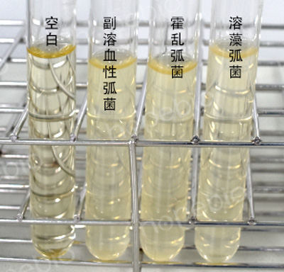 T1N3肉汤原理及实验现象
