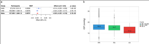 新品上架 | ANGPTL7 & NRL人源化小鼠：助力青光眼与视网膜色素变性广谱疗法研发