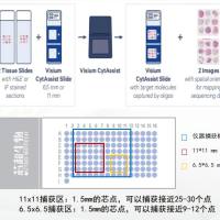 10X Visium HD(V3)空间转录组测序