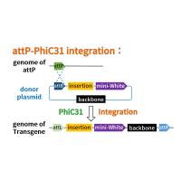 attP-PhiC31整合酶定点插入	