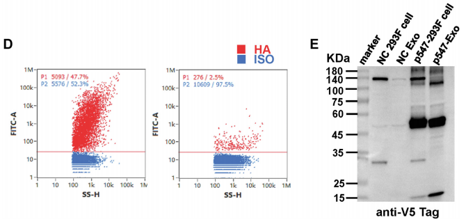 外泌体蛋白负载服务|蛋白膜内外工程化装载/靶向递送|酶和蛋白