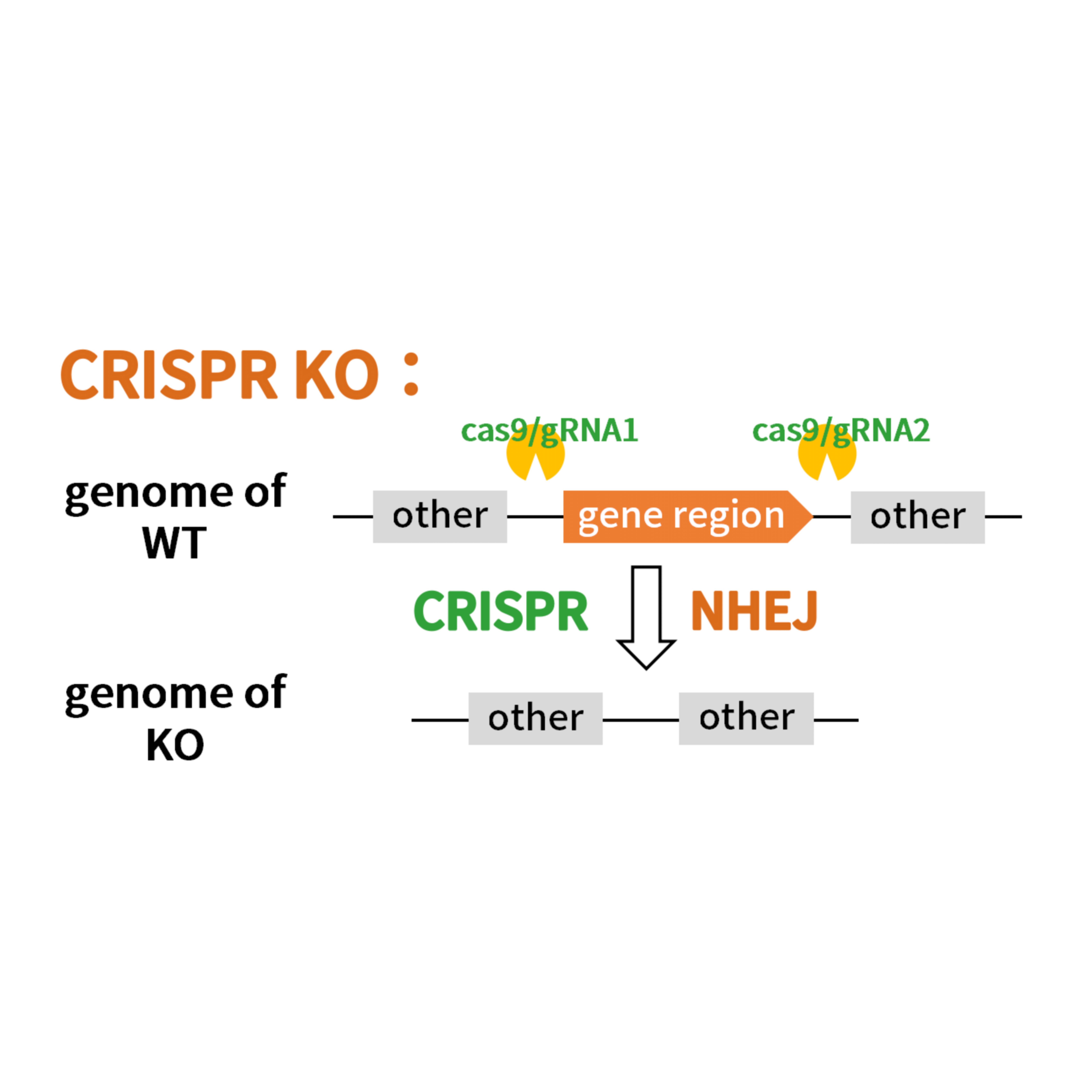 CRISPR KO 果蝇