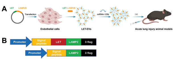 外泌体蛋白负载服务|蛋白膜内外工程化装载/靶向递送|酶和蛋白