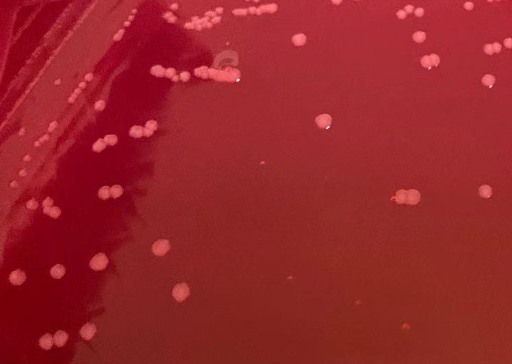 甲型副伤寒沙门菌CMCC50093 无色菌落,无黑心 甲型副伤寒沙门菌CMCC50093 无色菌落,无黑心