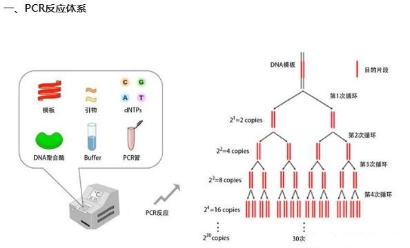 PCR（聚合酶链式反应）体系掌握须知