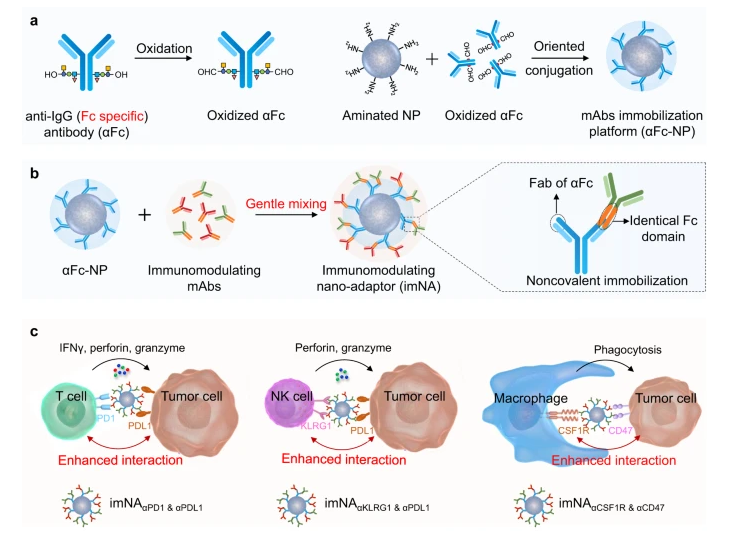 抗体固定平台（αFc-NP）：αFc偶联于多种纳米材料（如胶