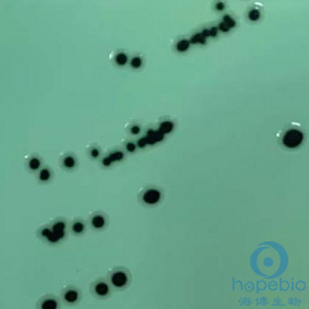 HE琼脂(GB4789.4-2024标准)