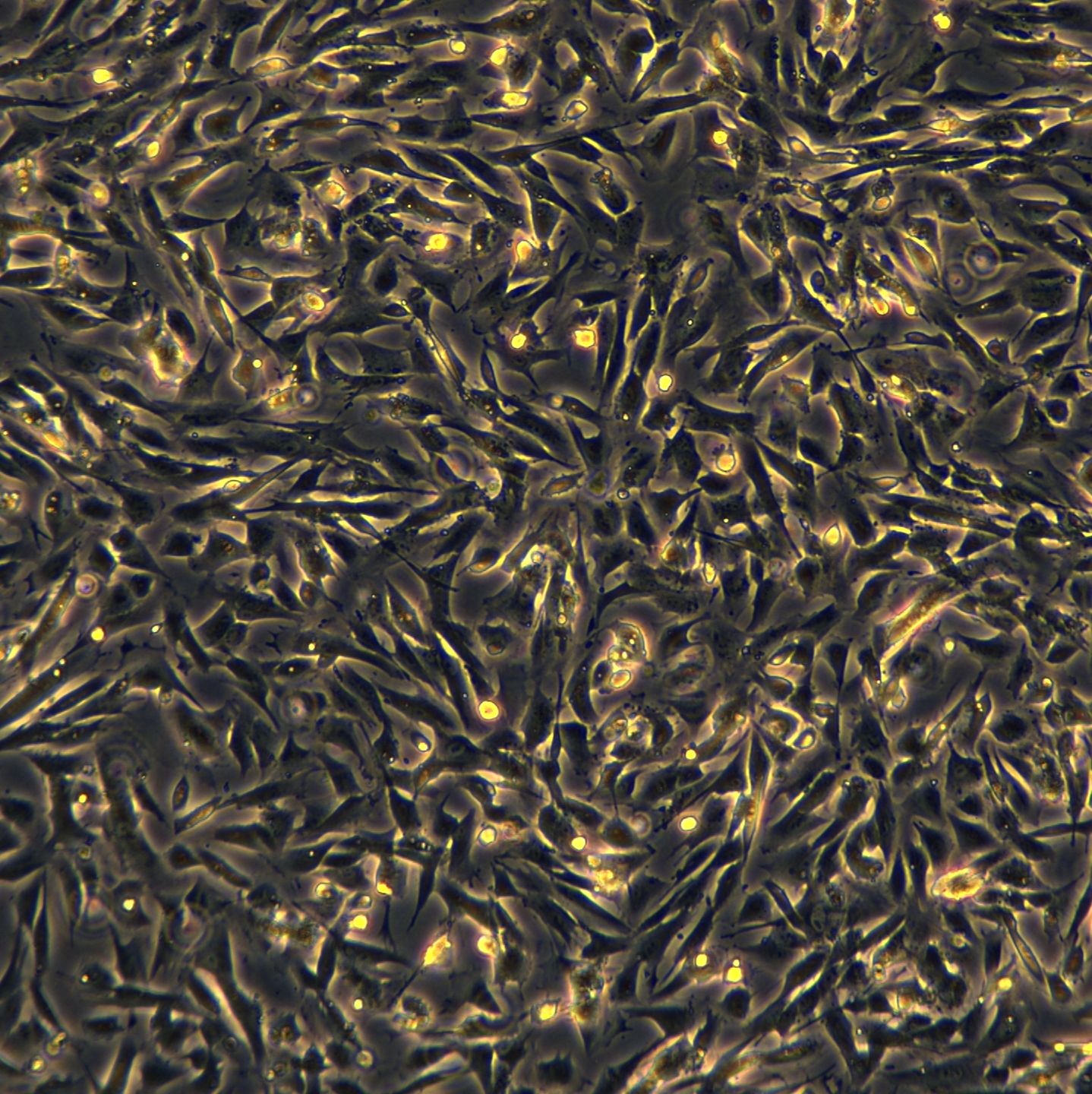 浙江（杭州）美森 正常人小肠上皮细胞 HIEC-6