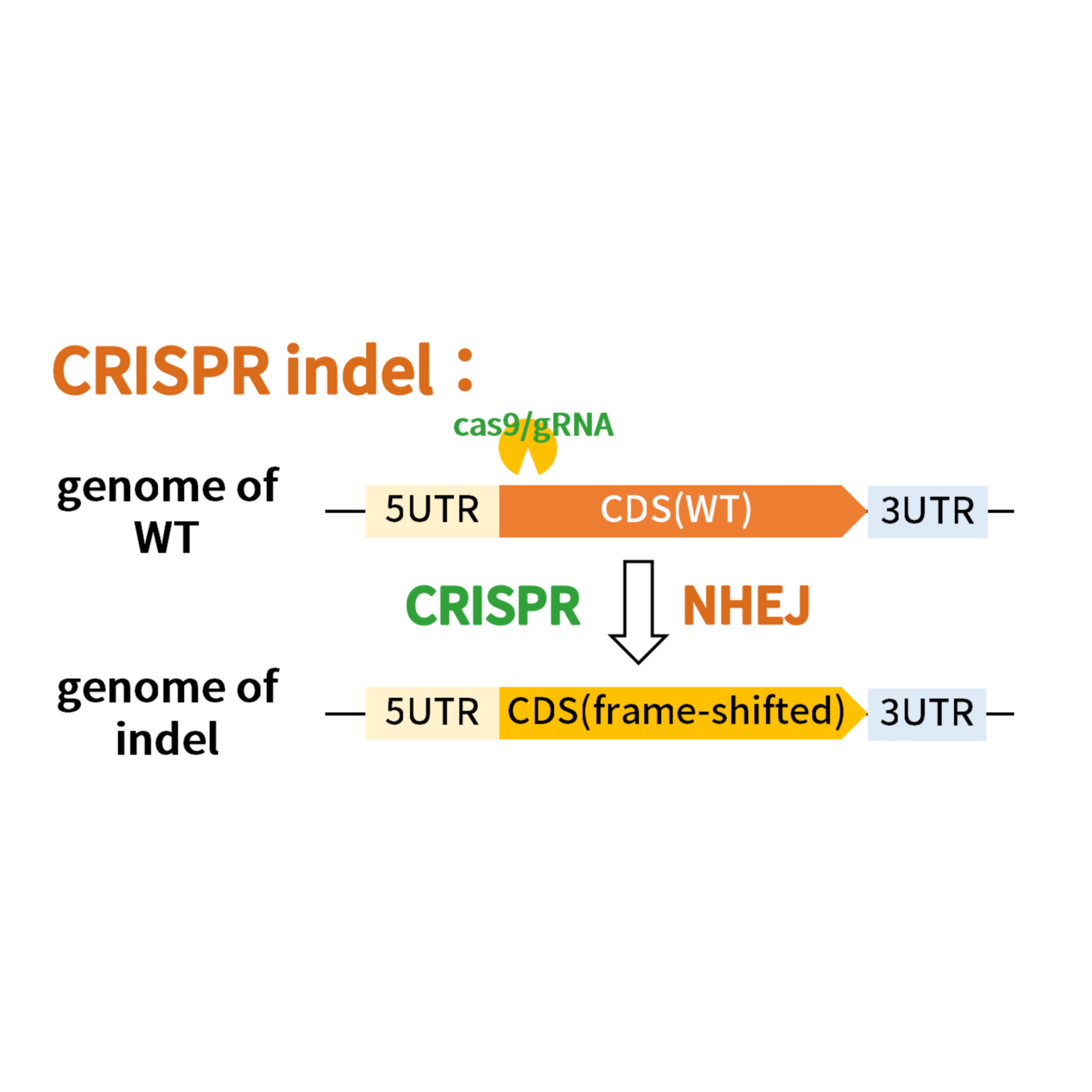 CRISPR Indel 果蝇