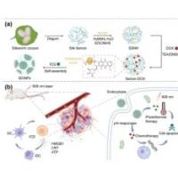 负载多柔比星和吲哚菁绿的腙键介导pH响应蚕丝胶蛋白纳米颗粒 HZ-Silk Sericin NPs@DOX/ICG
