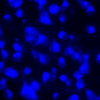 Granular Blue, GB是一种荧光逆行示踪剂，用于周围神经系统的实验研究