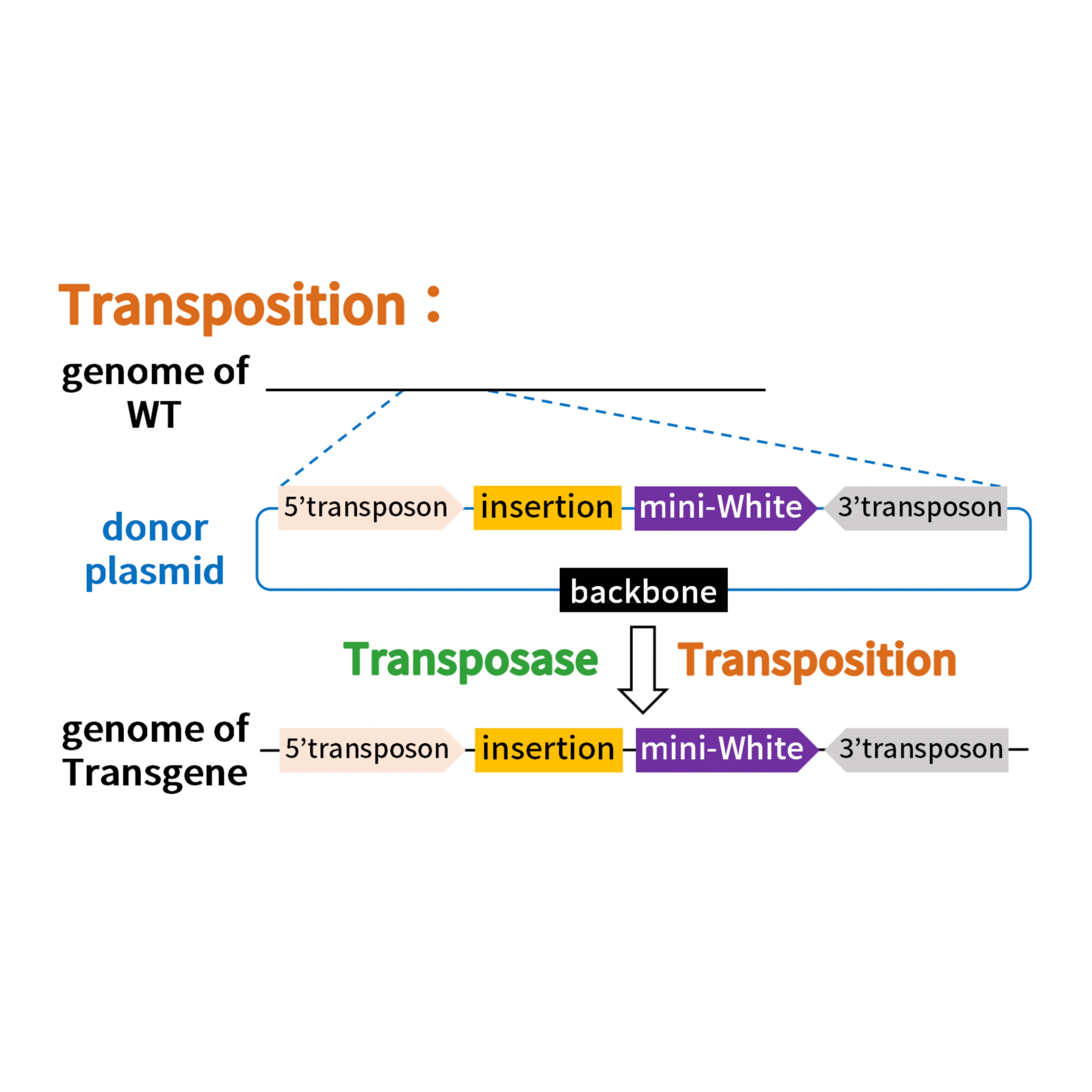 P因子随机插入转基因果蝇
