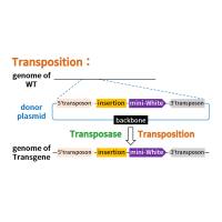 P因子随机插入转基因果蝇