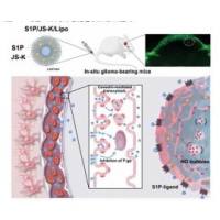 负载一氧化氮(NO)前药JS-K的脂质体被1-磷酸鞘氨醇(S1P)修饰 JS-K@Liposome-S1P