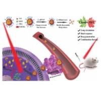 负载吉西他滨和二氢卟啉e6的聚(2-(二甲氨基)乙基甲基丙烯酸酯)聚合物纳米颗粒被聚乙二醇修饰 GEM/Ce6@PAEMA-PEG