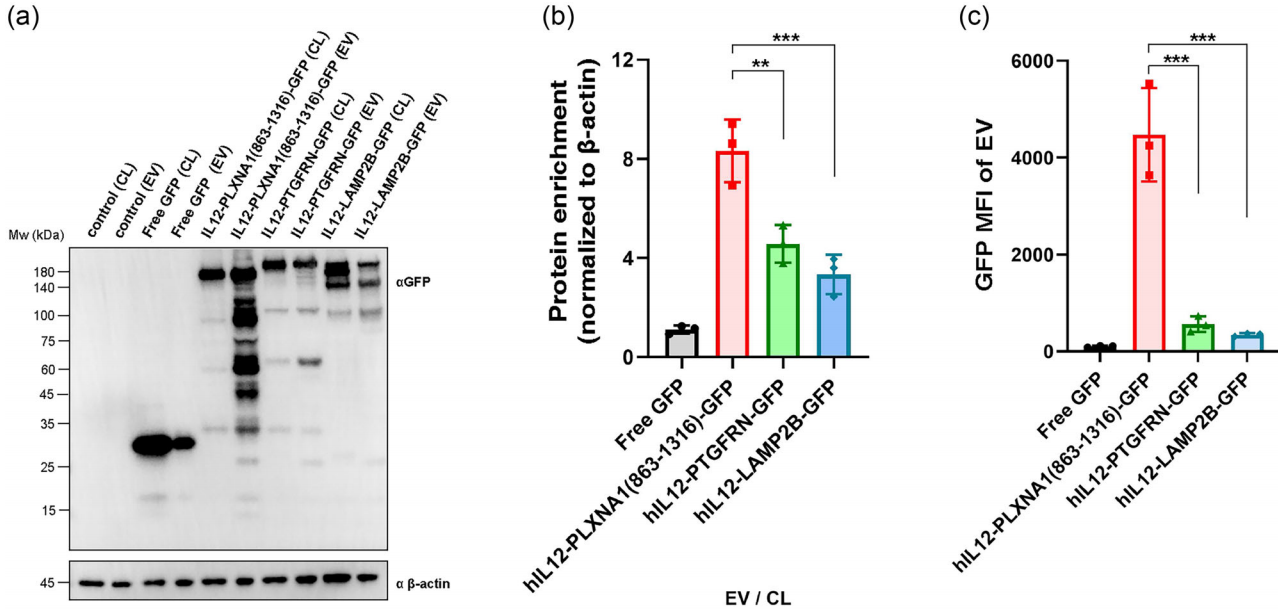外泌体蛋白负载服务|蛋白膜内外工程化装载/靶向递送|酶和蛋白