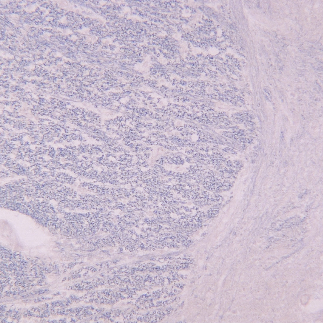 膜标记和神经元示踪染料为研究细胞和神经元过程提供了合适的工具