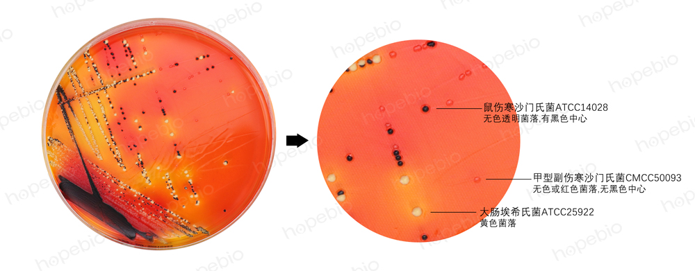 不同细菌在XLD培养基上的生长特征 不同细菌在XLD培养基上的生长特征