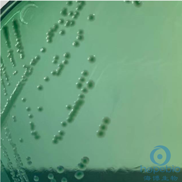 HE琼脂(GB4789.4-2024标准)