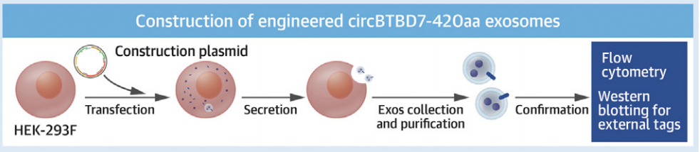 外泌体蛋白负载服务|蛋白膜内外工程化装载/靶向递送|酶和蛋白