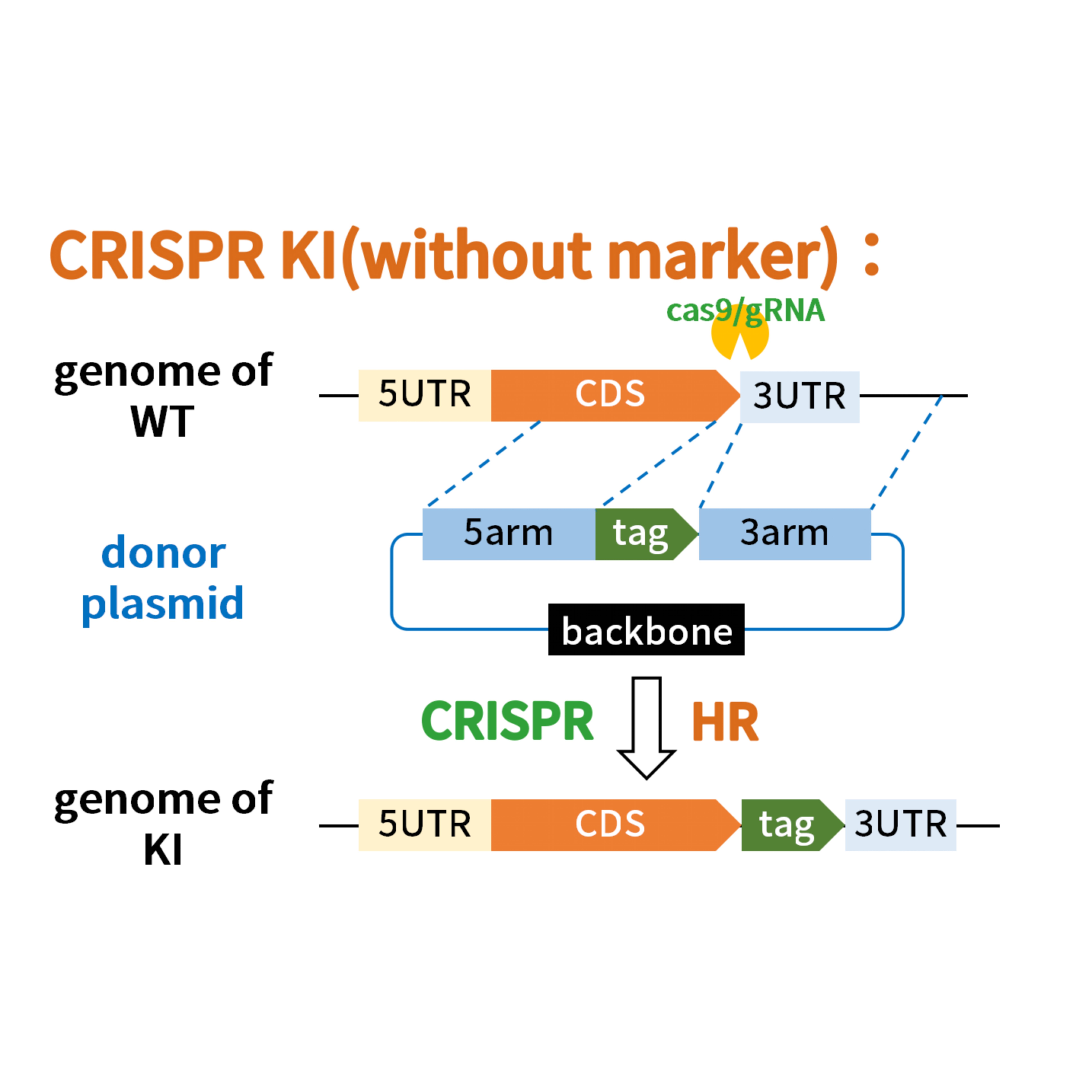 CRISPR KI (Tag) 果蝇
