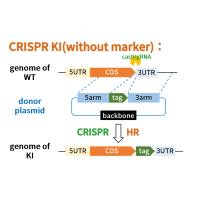 CRISPR KI (Tag) 果蝇