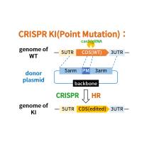 CRISPR KI(Point Mutation) 果蝇