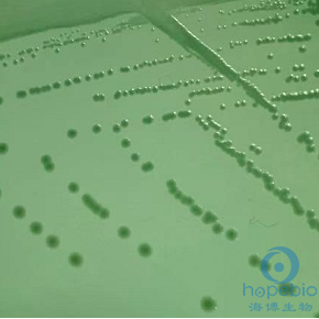 HE琼脂(GB4789.4-2024标准)