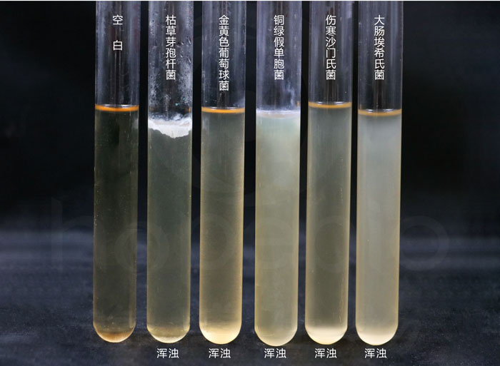 胰蛋白胨大豆肉汤TSB细菌的生长特征 胰蛋白胨大豆肉汤TSB细菌的生长特征