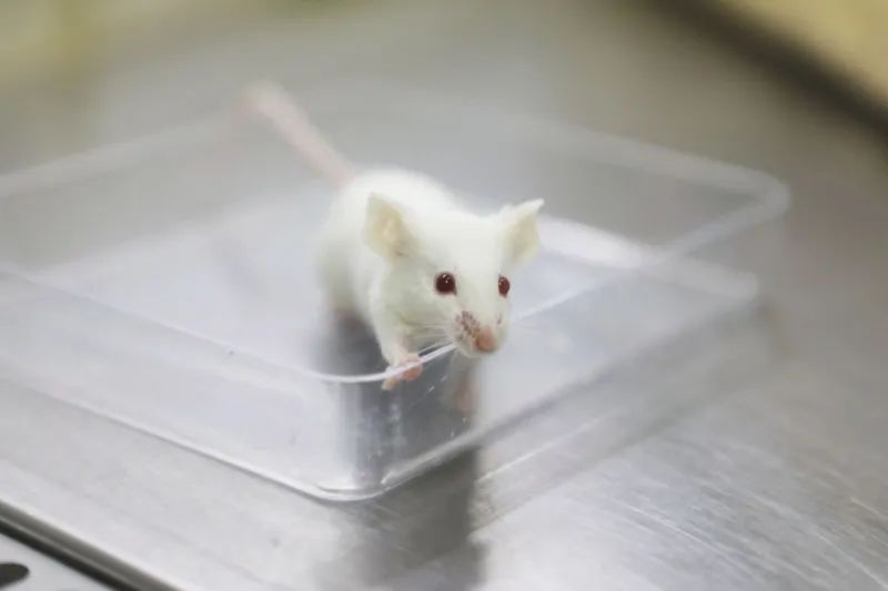 动物守护者 | IVC饲养笼如何提升实验动物的生存质量