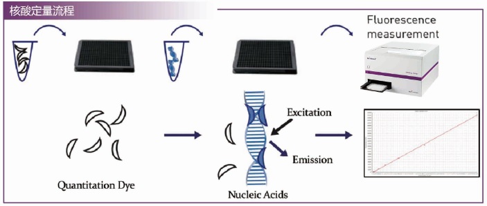 BG-Quant高通量荧光核酸定量系统