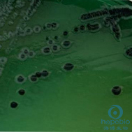 HE琼脂(GB4789.4-2024标准)