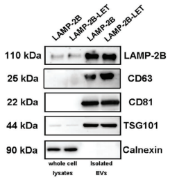 外泌体蛋白负载服务|蛋白膜内外工程化装载/靶向递送|酶和蛋白