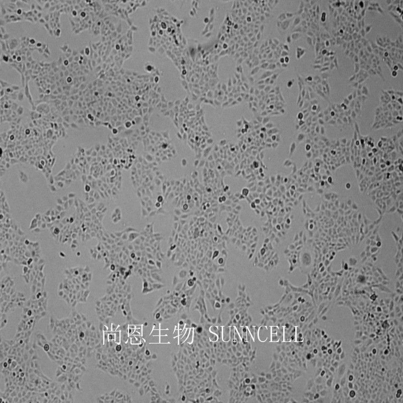 MH7A(人类风湿性成纤维样滑膜细胞)