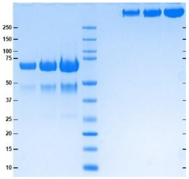 Athens-C4b结合蛋白，促销特惠！科研路上有帮手！